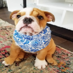 Banayobulldogs