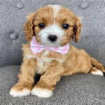 Adorablecavoodle