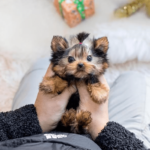 Blessedteacupyorkiehome