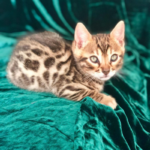 Findley bengal kittens