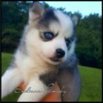 Lovelypetdog