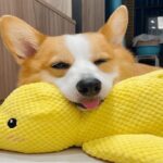 Biovet Calming Duck Toy